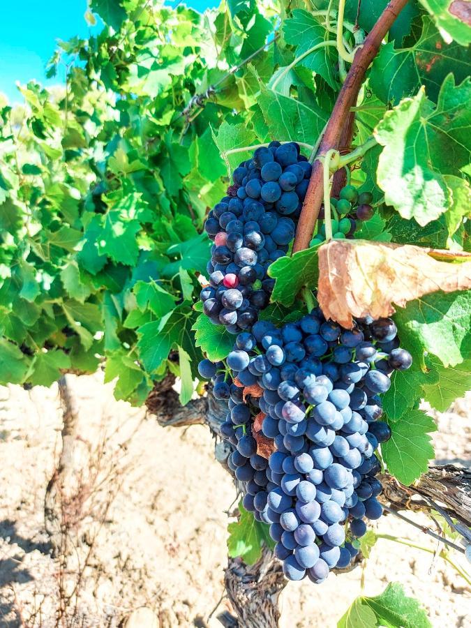 Chateau Le Bouis Gruissan Εξωτερικό φωτογραφία